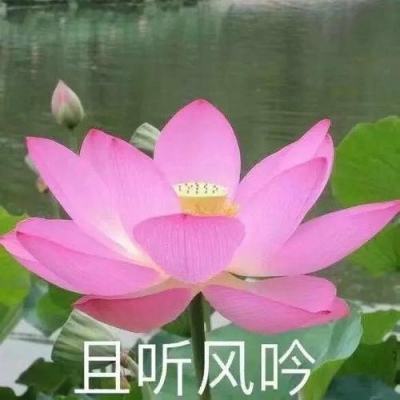 湖北巴东司法建议为长江生态复绿充“植”